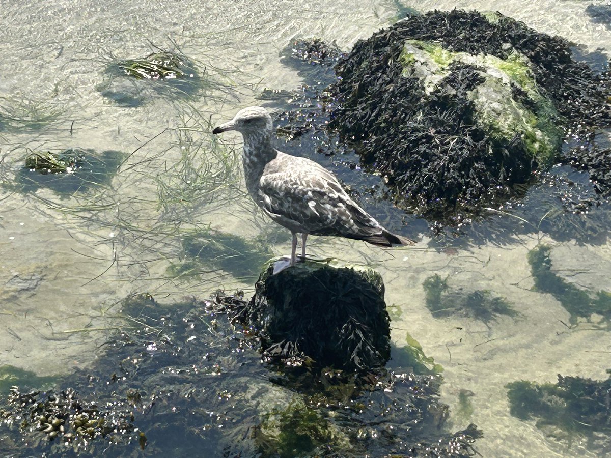 THAT Tiger 🐯 tweet media