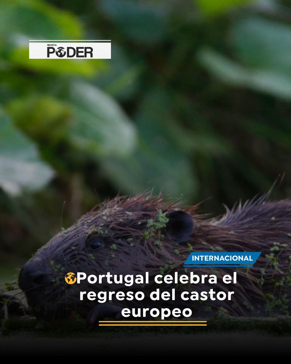 prensa_pod48573's tweet image. #NoticiaInternacional / ¡El castor ha vuelto a Portugal después de 500 años! Un hito para la biodiversidad: restaurará humedales, mejorará el agua y ayudará frente a sequías e incendios. #RevistaPoder #NoticiasPoder #NaturalezaQueSana #CastoresEnPortugal #Biodiversidad