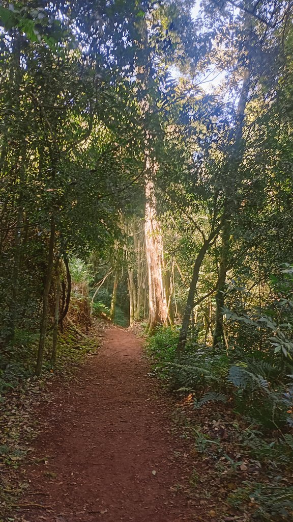 Selva Misionera