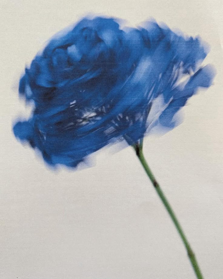 kiwiairene's tweet image. 