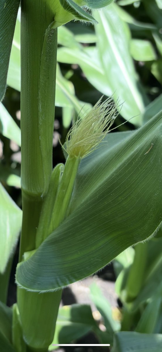 Keith Lendt tweet media