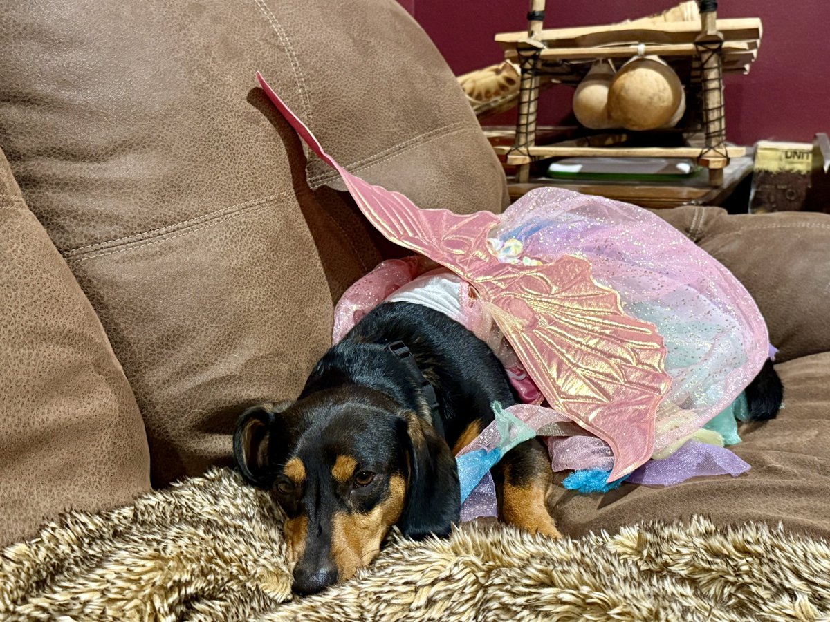 MorallyChuck's tweet image. The look of defeat, when the Demon Dog becomes a fairy princess…
#girldad