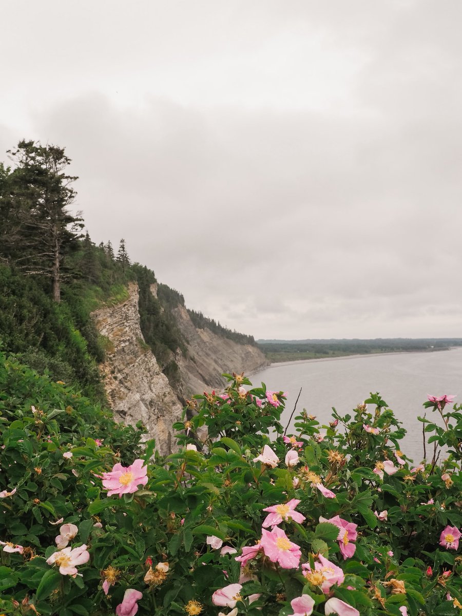 PSA to book that trip to Gaspé  😍 

<a href="/TourismQuebec/">Bonjour Québec</a> <a href="/ParksCanada/">Parks Canada</a> #forillon #gaspe #percerock