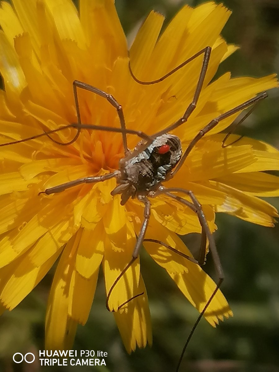 Other notable finds this week, Rare glimpse of a Dingy Shell Moth Euchoeca nebulata, often mistaken for a Butterfly landing with wings closed, frequents Fens &amp; Marshes. Also a parasitic red mite hitching a ride on aptly named Saddle-Back Harvestman! <a href="/WildlifeTrusts/">The Wildlife Trusts</a> <a href="/s4r4h_l/">Sarah L</a>