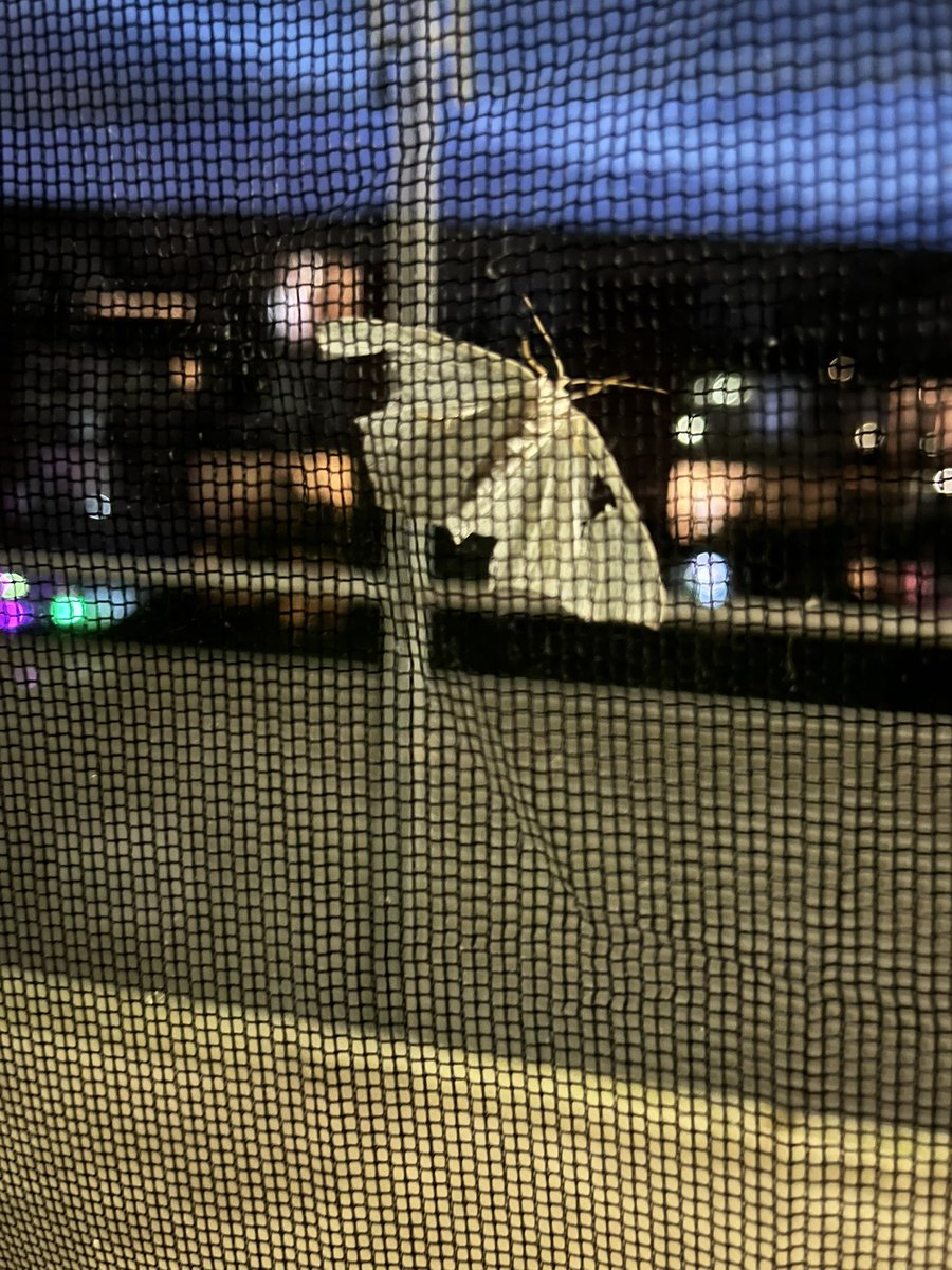 Brigaron's tweet image. I found a deviant moth