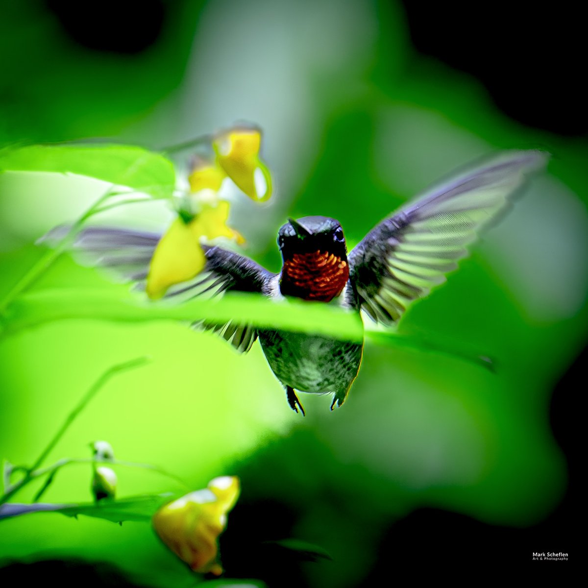 charlieschef's tweet photo. Ruby-throated Hummingbird, (frontview) Central Park, NYC https://t.co/IlAnL7K0U7 #birdphotography #echowatch #wildlifeplanet #nycbirdalliance #wildlifephotography #naturephotography #birdlovers #wildlifephotographer #birdwatching #birds #rubythroatedhummingbird #birdcpp https://t.co/6SVQeEmATF