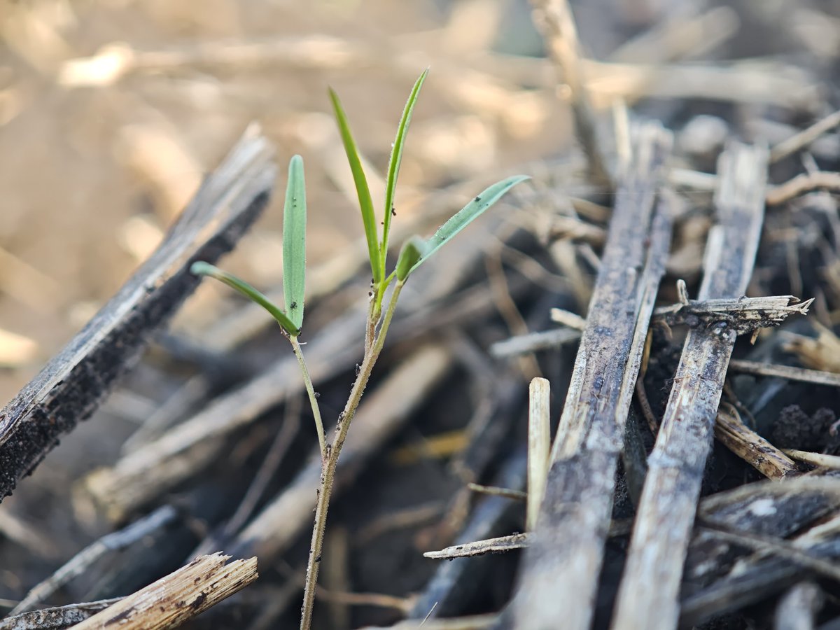 Vicia, ebo, vetch, janamargo

¿Con que otro nombre conoces a esta planta?