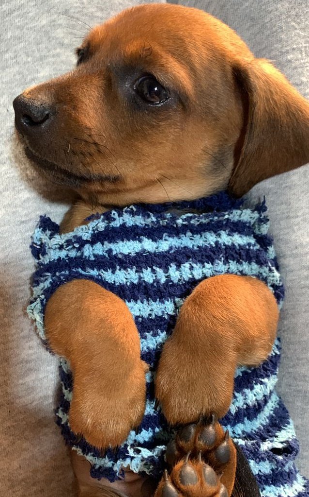 Mi hijo, el ser más persistente que conozca sobre la tierra, tiene años pidiendo un perro. Yo estaba negada porque intentó adoptar y  terminó con el corazón roto. Ayer me trajo a esta bola peluda y manipuladora. Se llama Bruno. Es un salchicha de dos meses y por fin, ¡se tienen!