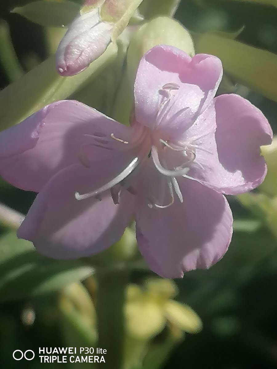 Rambling Ray (@ray_rambling) on Twitter photo Thrilled to find in Pembrey Burrows Soapwort Saponaria officinalis. Lovely soft Pink flowers, sepal tubes like asparagus tips. Historic plant used to make soap in woollen mills. Used by English Heritage to preserve old fabrics & dyes <a href="/BSBIbotany/">BSBI: Botanical Society of Britain & Ireland</a> <a href="/wildflower_hour/">wildflowerhour</a> #wildflowerhour Thrilled to find in Pembrey Burrows Soapwort Saponaria officinalis. Lovely soft Pink flowers, sepal tubes like asparagus tips. Historic plant used to make soap in woollen mills. Used by English Heritage to preserve old fabrics & dyes <a href="/BSBIbotany/">BSBI: Botanical Society of Britain & Ireland</a> <a href="/wildflower_hour/">wildflowerhour</a> #wildflowerhour