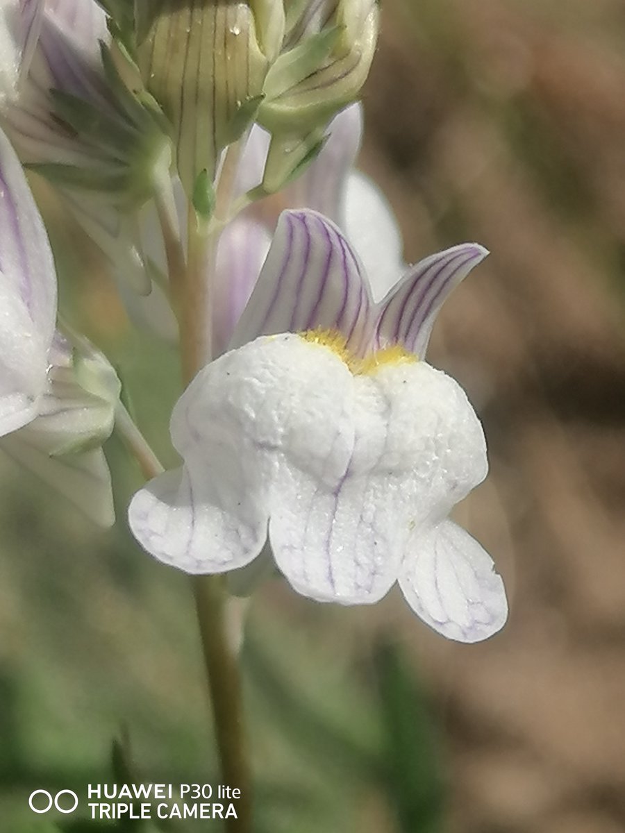 Rambling Ray (@ray_rambling) on Twitter photo Two lovely plants around 1830's Old Burry Port Harbour, basal rosette of Buck's-Horn Plantain Plantago coronopus unopened Purple flowers & deeply cut edible leaves. Also Pale Toadflax Linaria repens Native Coastal Wildflower in Wales <a href="/BSBIbotany/">BSBI: Botanical Society of Britain & Ireland</a> <a href="/wildflower_hour/">wildflowerhour</a> #wildflowerhour Two lovely plants around 1830's Old Burry Port Harbour, basal rosette of Buck's-Horn Plantain Plantago coronopus unopened Purple flowers & deeply cut edible leaves. Also Pale Toadflax Linaria repens Native Coastal Wildflower in Wales <a href="/BSBIbotany/">BSBI: Botanical Society of Britain & Ireland</a> <a href="/wildflower_hour/">wildflowerhour</a> #wildflowerhour