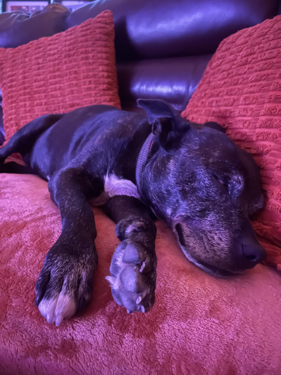 A late #StaffieSaturday post I’ve enjoyed my day &amp; now I’m tired &amp; enjoying a snooze on the sofa next to mum 🐾🐾