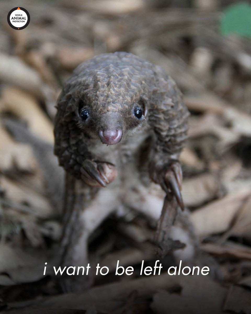 All animals want is to be left alone to enjoy their lives. 🧡