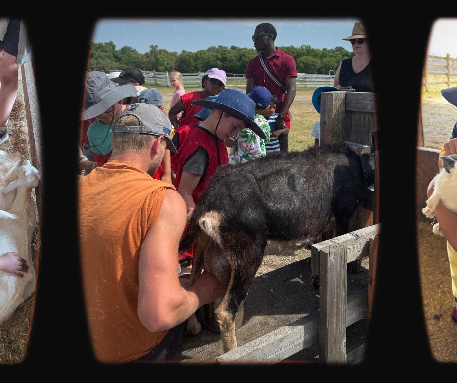 BSLSchool_wpg's tweet photo. The Kindergarten and Grade 1/2 classes had a fantastic year-end fieldtrip at Morning Sound Farm in Sanford, MB! Students had the opportunity to milk a goat and even walk through a cattle chute. It was a fun-filled day full of hands-on learning, and plenty of smiles. https://t.co/TLLwKMCN34