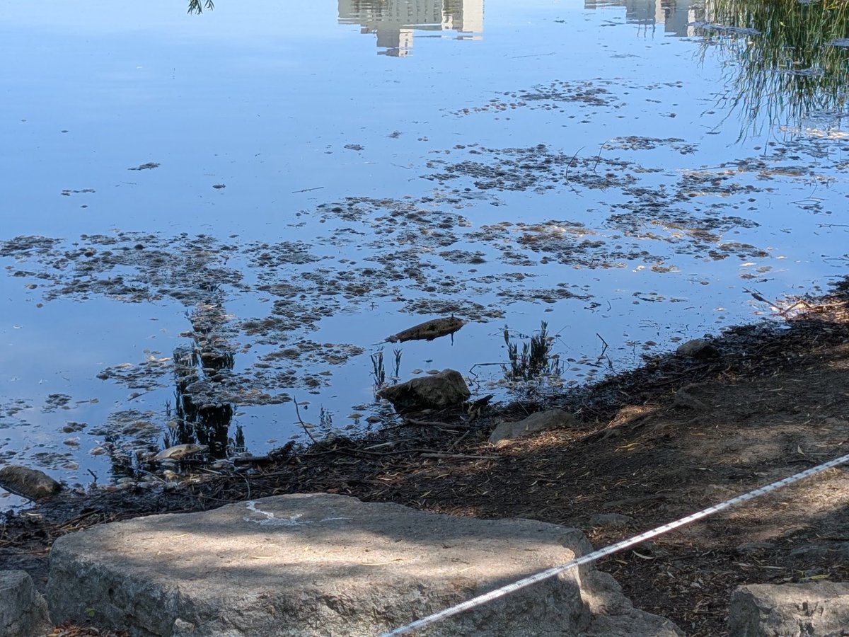 Disturbing news from Party by the Pond at Topham Pond! The community has reported a significant number of sick and dying fish, raising concerns about the health of our local wildlife.  #ONPoli #YSW #TOPoli #GreenSpacesMatter 
I believe a thorough investigation is necessary to