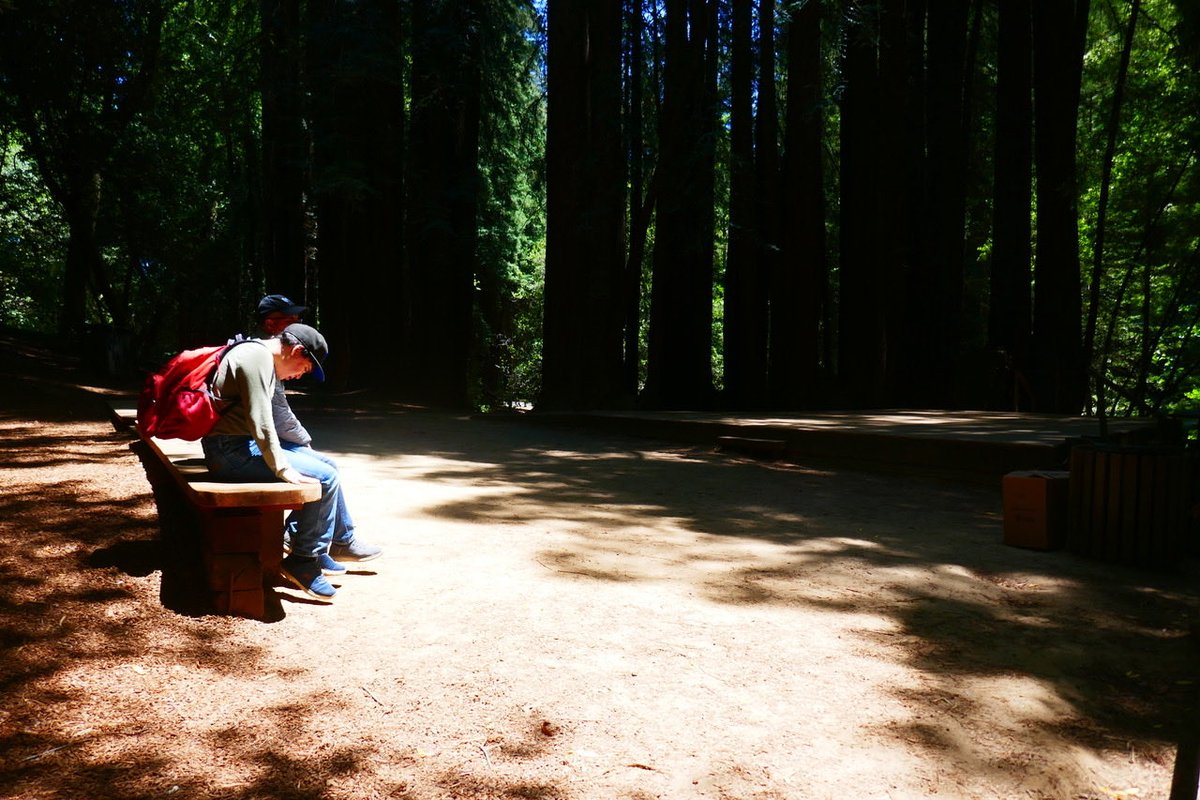 Redwood trees bring me a sense of tranquility. What item in nature makes you feel calm?

“Redwood Moment” Insights

hikingautism.com/insights--hike…

#hiking #autism #nature #disabilities #hope #redwoods #california #tranquility #walking #forest #outdoors