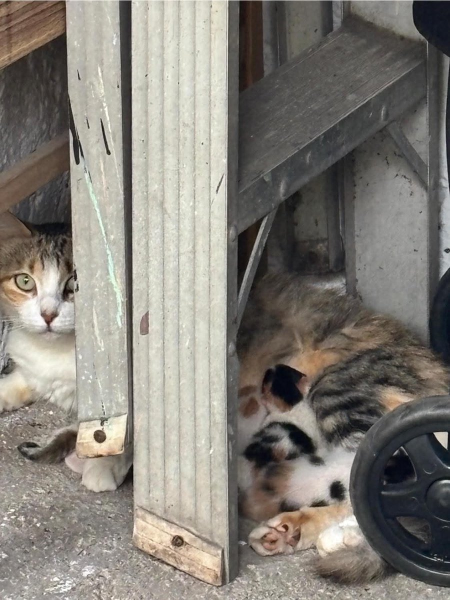 SERVICIO SOCIAL✅️
#emergenciafelina ‼️ 🆘  🚨
Nos envían 👇🏻 

😿 ¡Abandonaron a la mami… y ayer trajo al mundo a sus bebés! 🐱💔
Sí, así de fuerte. La dejaron solita en una casa vacía, y aun así tuvo la fuerza de parir y cuidar a sus recién nacidos con todo su amor. 🥺
Ahora