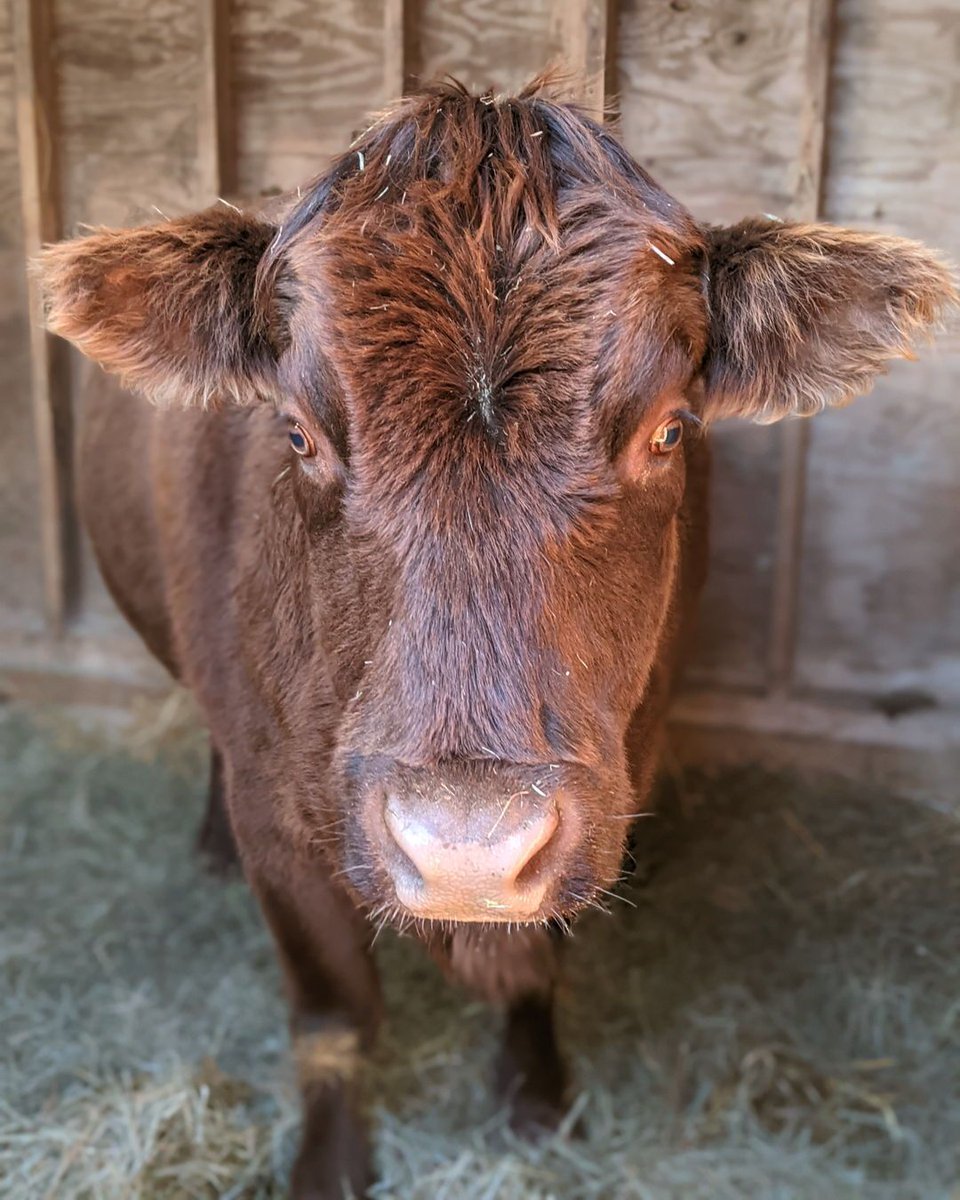 queensfarm's tweet image. Get a moo-ve on and come meet our Steer who call Queens Farm home! Our gentle giants, Dexter and Jethro love visitors this time of year.
Purchase tickets to our Meet the Animals class by clicking the link below:
buff.ly/4gDQ242