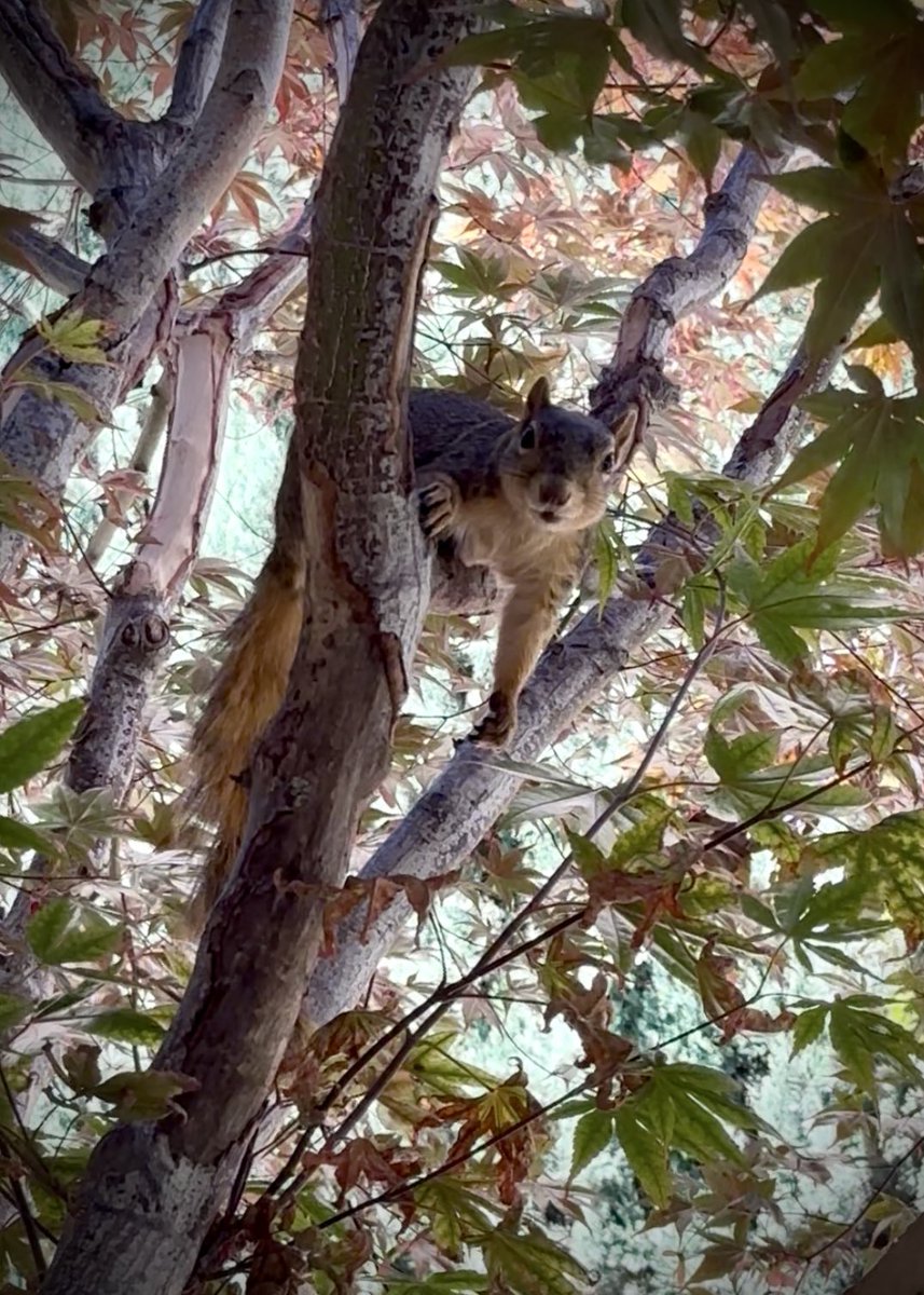 squirrelbuzz's tweet image. Little mama has been patiently waiting for her order in our treetop dining area. #squirrelcafe ☕️🐿️ #squirrels #squirrelscrolling