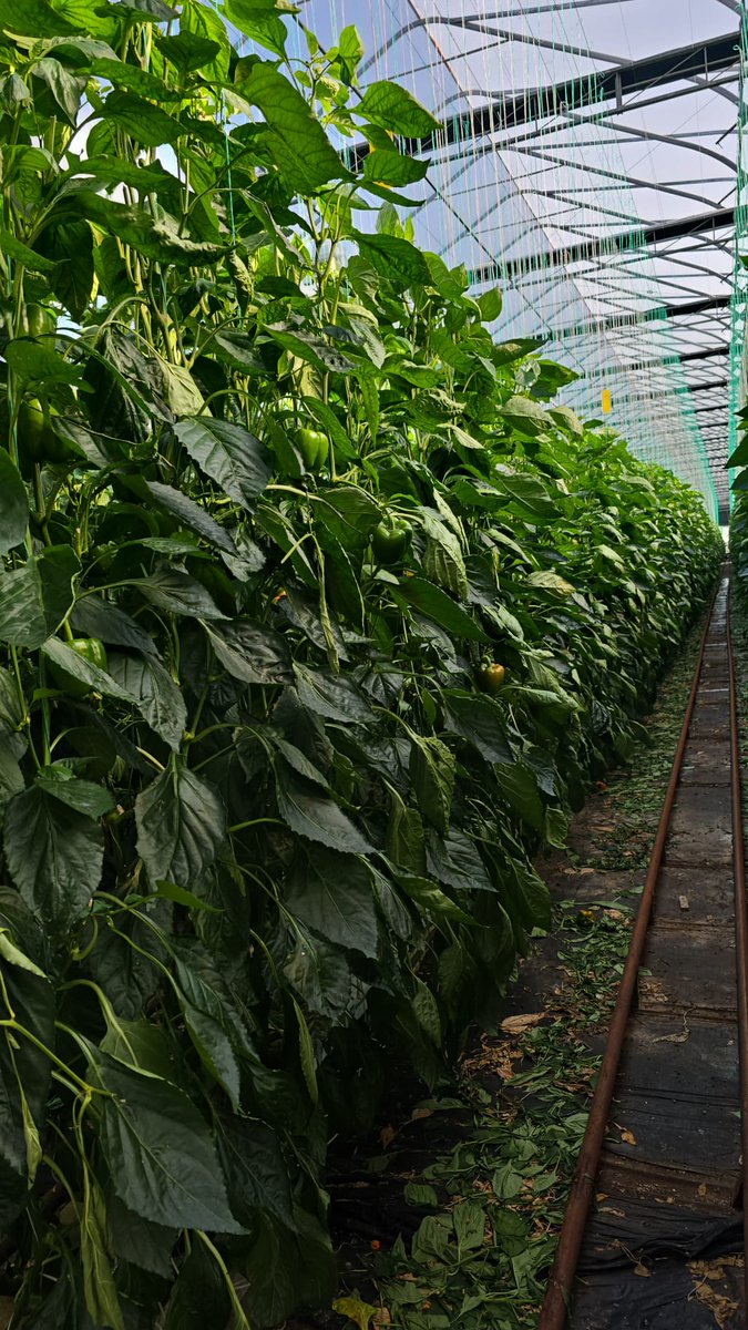 This week we will be starting our first test plots on bell peppers in Leamington!🇨🇦🙌