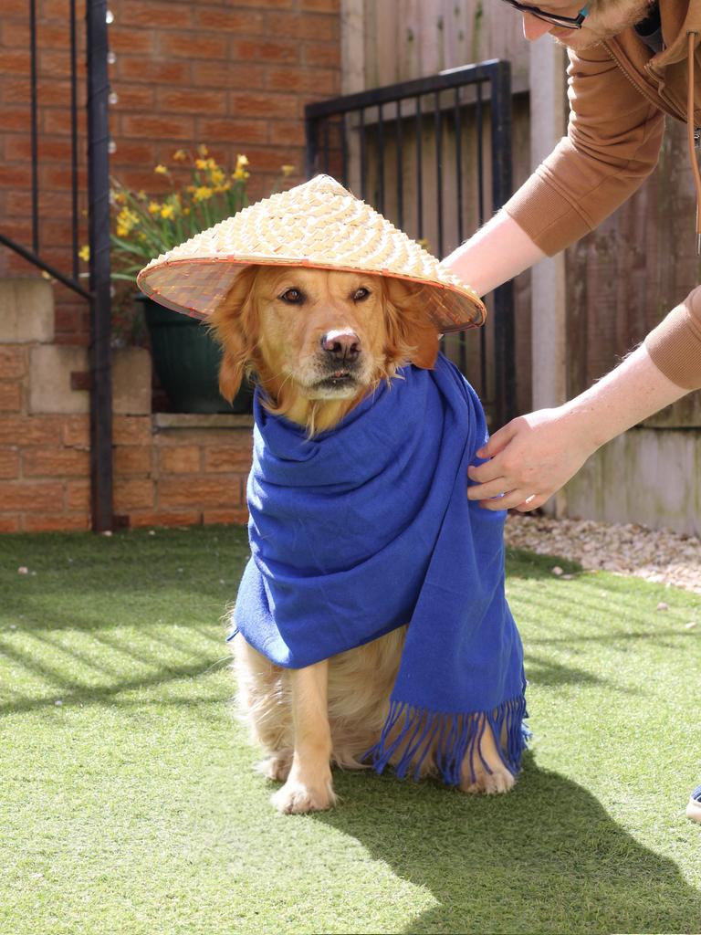 Case_Portman's tweet image. The Samurai.
Fur-ever loyal. 
Eyes on the target (probably a biscuit).