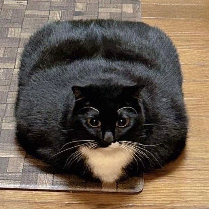 Black cats are not bad luck (@visualscat) on Twitter photo 