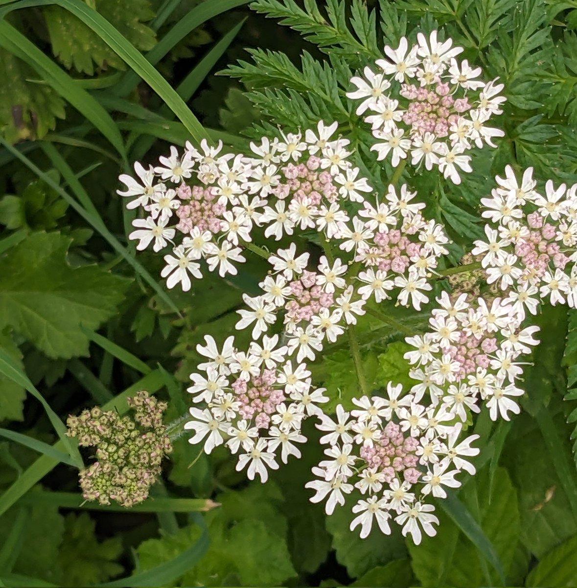Cow parsley near Dundrum today.
