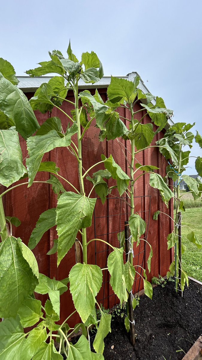 Anson Tebbetts (@anson_ag) on Twitter photo Update; 77 inches or 6 feet 5 inches on 7/5. Trying to grow GIANT sunflowers this summer. Almost lost them last week in horrific windstorm but neighbor saved them. You can see the leaves are battered but still standing. My <a href="/VTDMV/">VermontDMV</a> license says I am 5 feet 🦶 6 inches. #gardening Update; 77 inches or 6 feet 5 inches on 7/5. Trying to grow GIANT sunflowers this summer. Almost lost them last week in horrific windstorm but neighbor saved them. You can see the leaves are battered but still standing. My <a href="/VTDMV/">VermontDMV</a> license says I am 5 feet 🦶 6 inches. #gardening