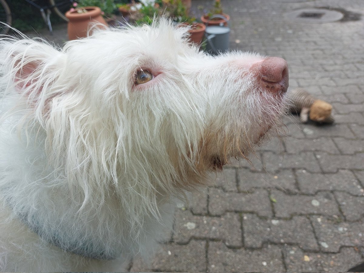 Xebora1's tweet photo. @MaximalesD Astrid, unsere taube Podenca.
Liebt nichts mehr, als im Hof nach Flugzeugen Ausschau zu halten. https://t.co/idWxAMoaIX