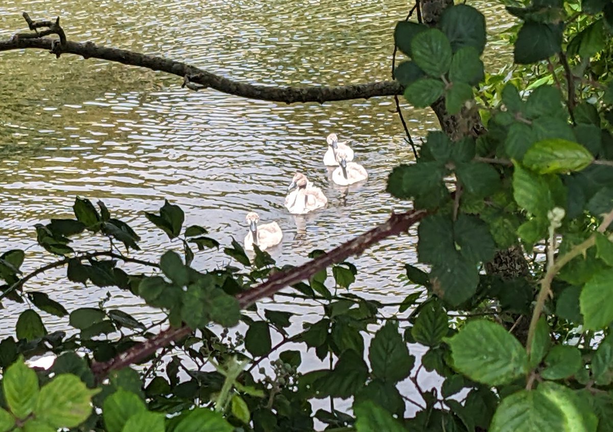 4 of the 5 baby swans I saw near Dundrum today.