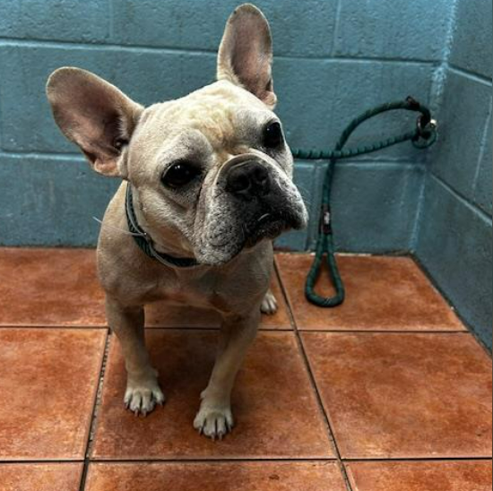 mapleveewesem's tweet photo. 💔🆘💔Downey #California ACC is overflowing with dogs, including Littles. MOANA is newly available, 3 yo, 26 lb #frenchbulldog, adoption fees waived for all pups at Downey through 7-12. Please help clear the shelter🙏 #A5709915 https://t.co/woom8IH5Il