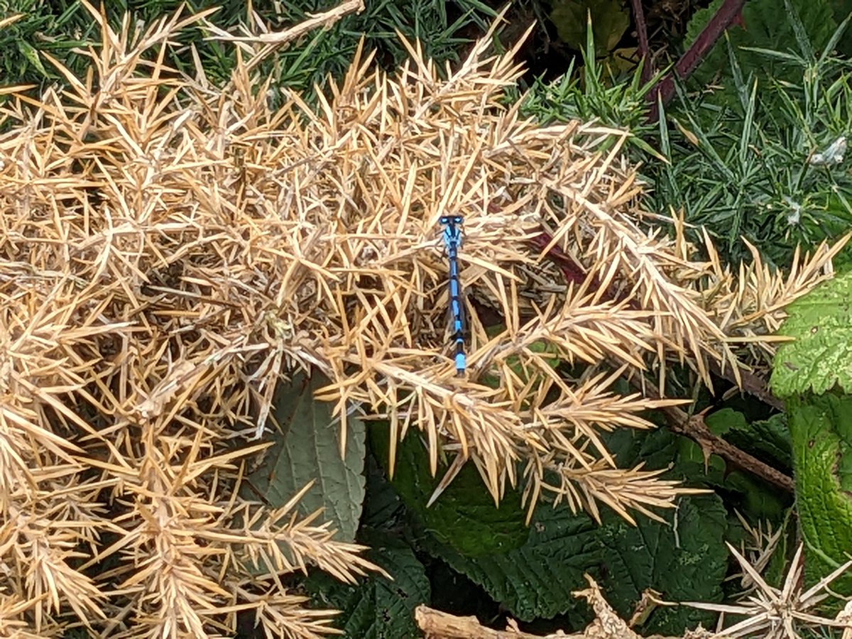 Damselfly near Dundrum today.