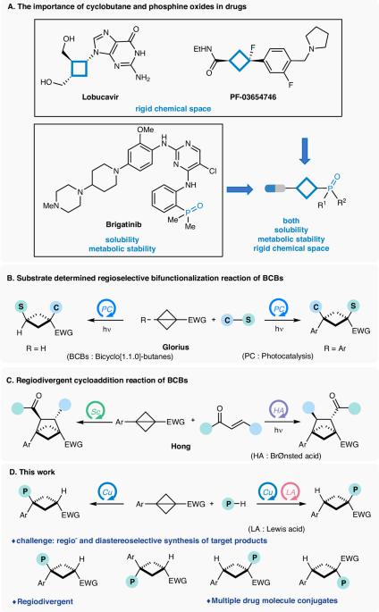 Regiodivergent hydrophosphination of Bicyclo[1.1.0]-Butanes under catalyst control nature.com/articles/s4146…