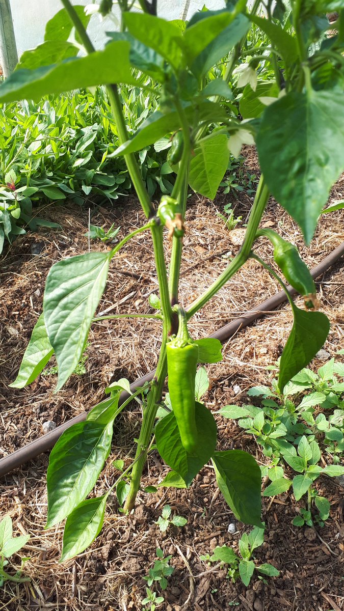 Basque pepper from Espelette. Sourced from the source of thes med hot tasty peppers. See Piment d'Espelette.
Got seeds?
We do, at Metchosin Farm.
#metchosinfarm