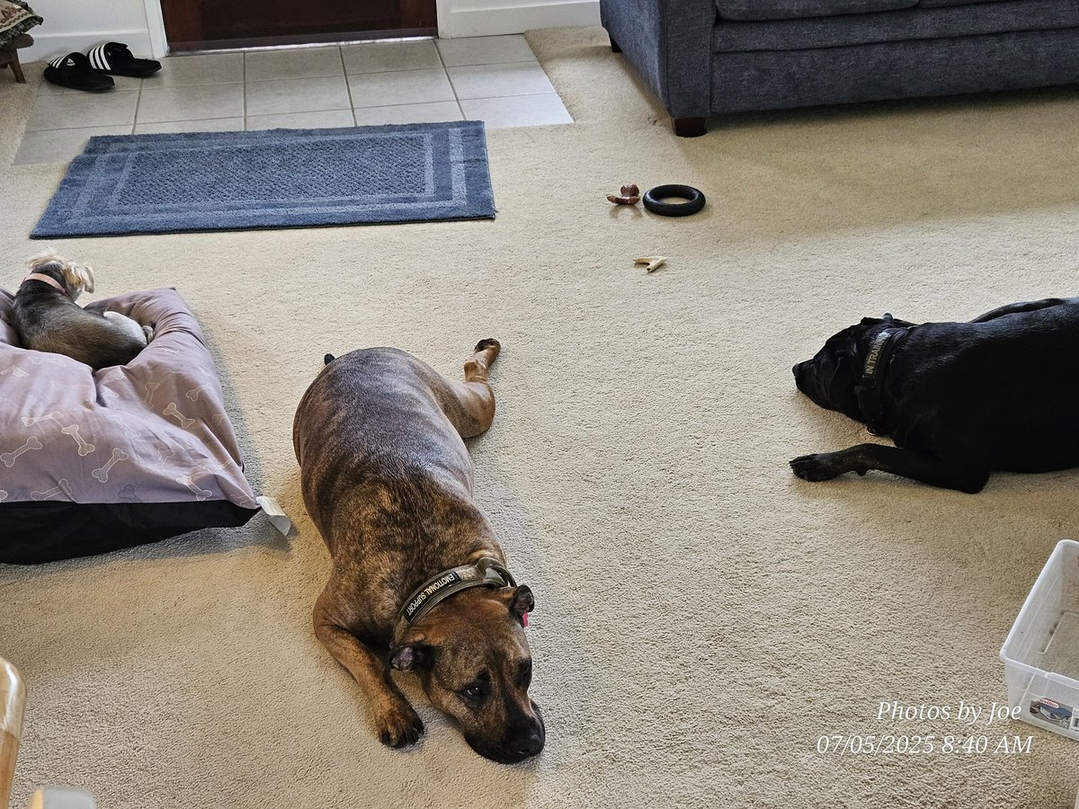 Who else is Dog tired after the 4th?