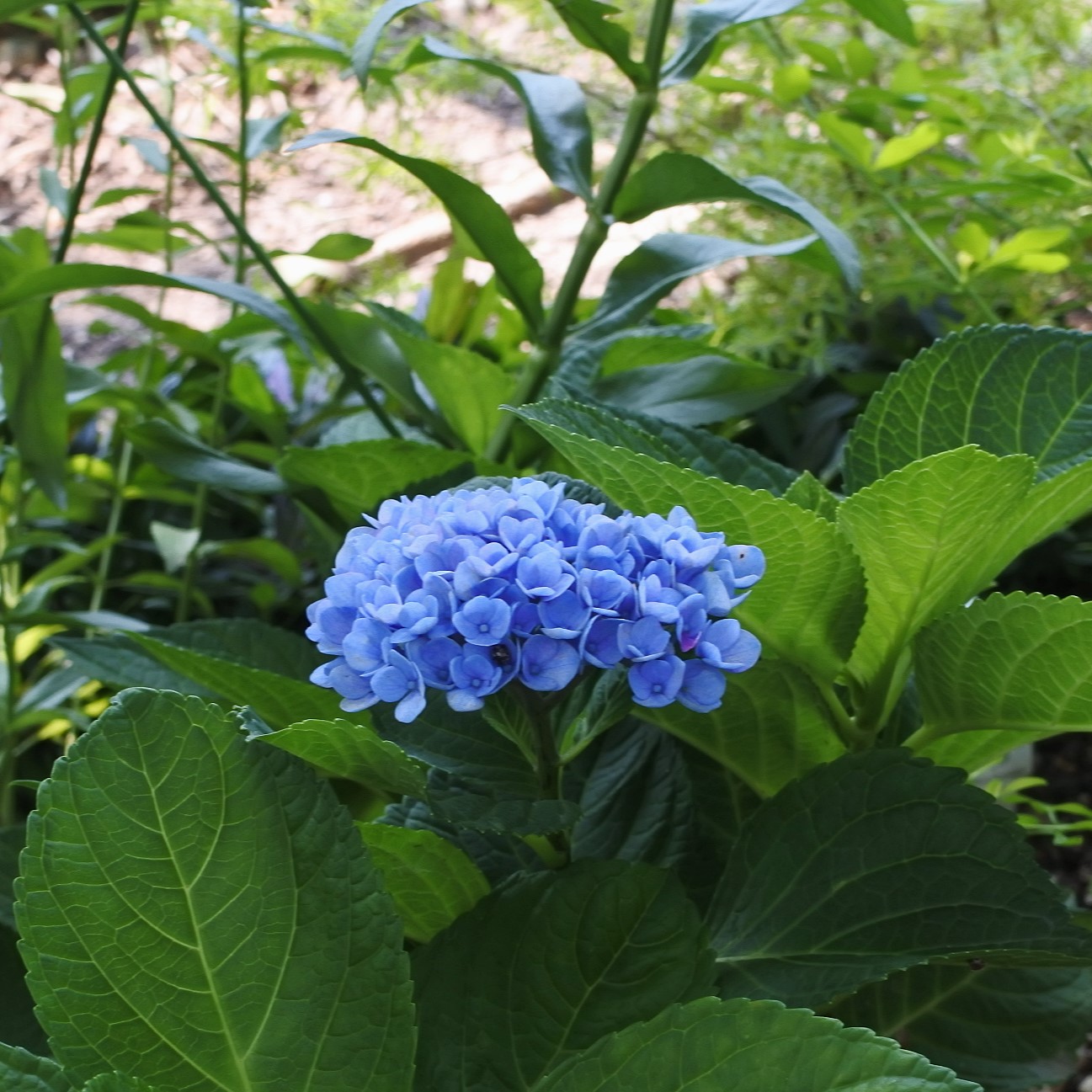 紫陽花KAMIKA 紫陽花が咲き出しました。 今、色んな新品種がでてますね