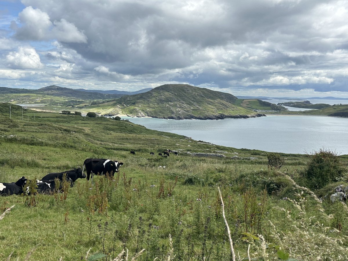 Clouds and cows in County Cork.🇮🇪
