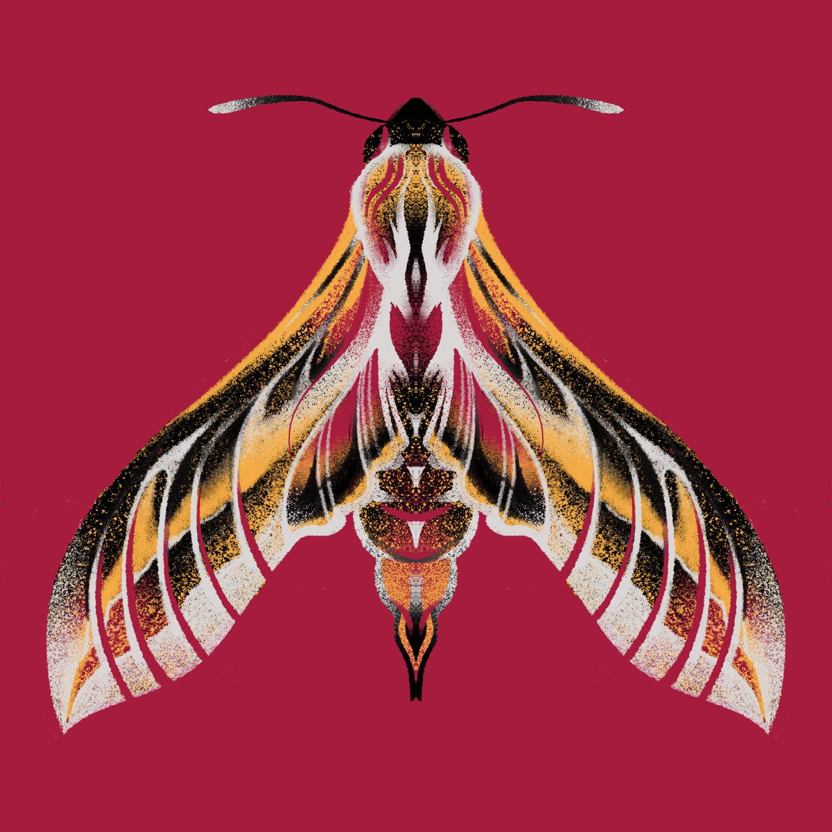 JuliaAugust11's tweet image. згадую як малювати #комашинийлипень
Hyles lineata