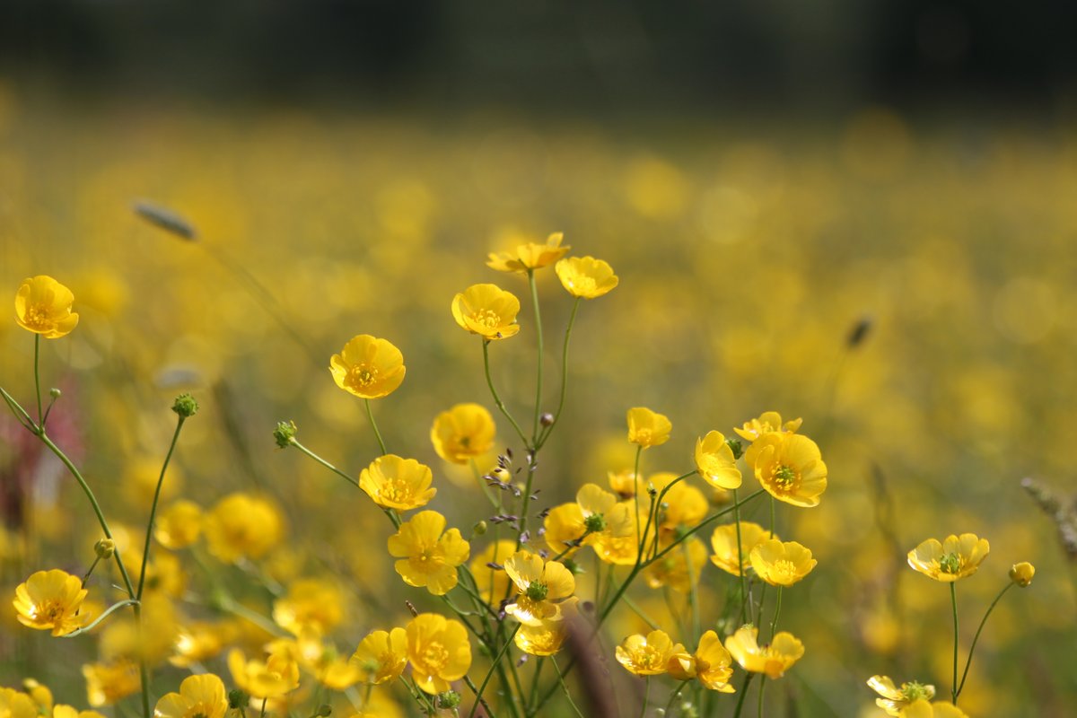 This #NationalMeadowsDay we're celebrating the UK’s irreplaceable meadows. These habitats store carbon, reduce flooding, clean air &amp; water, and support biodiversity 🦋. Sadly, they’re lacking the crucial protection they need.  Find out more👉 loom.ly/2QdMwG8