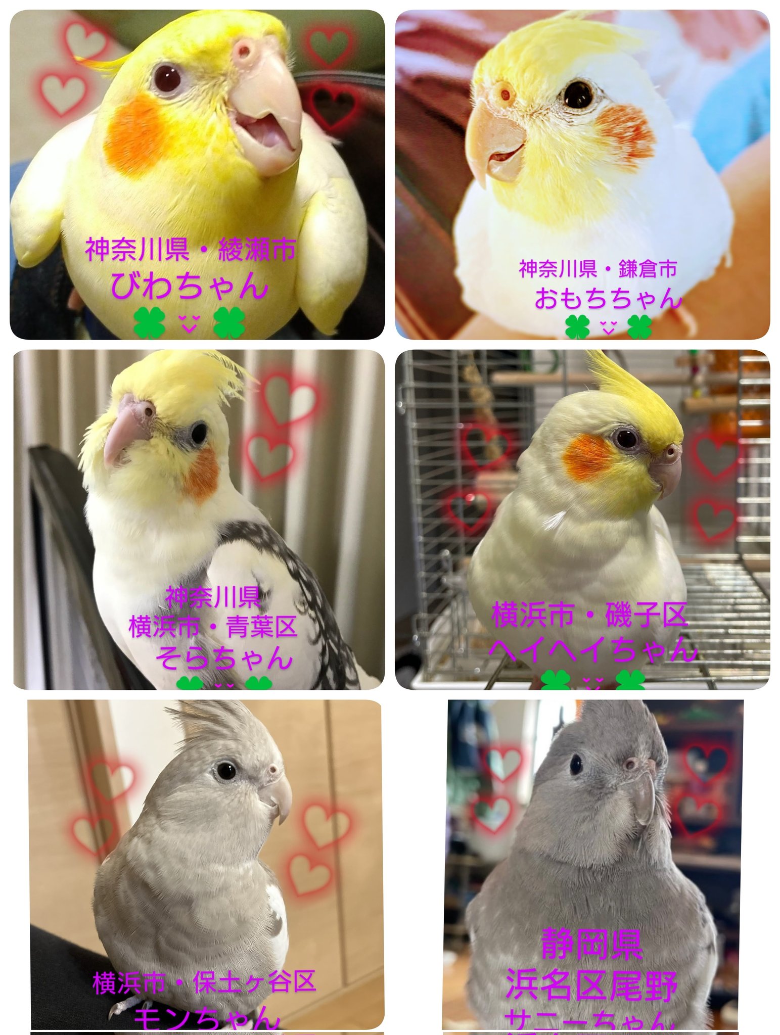 オカメインコちゃん】さま専用 （M様オーダー♡オカメインコと