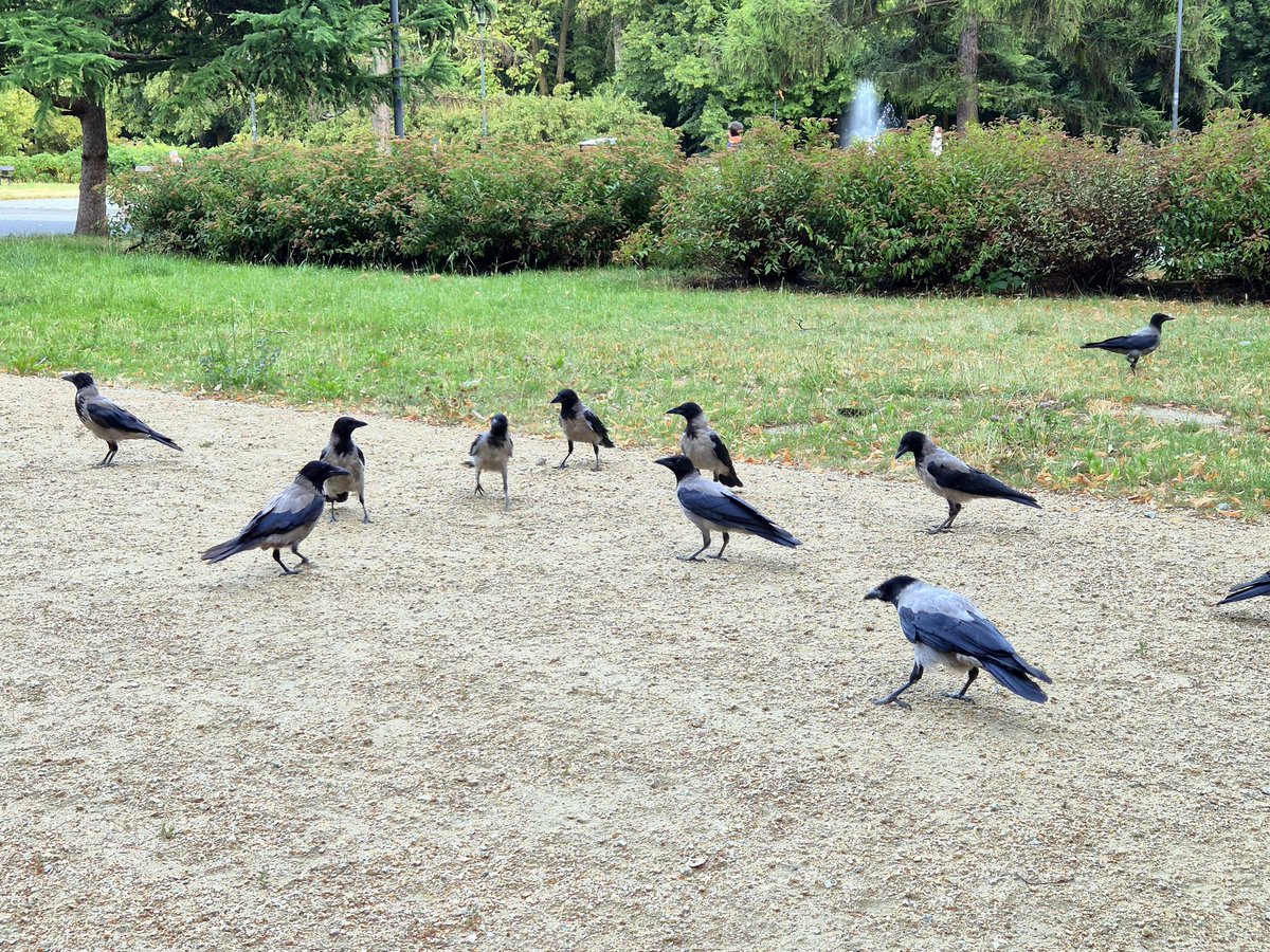 If you’ve been wondering how my crow training is going… let’s just say the Queen of Crows is gaining new subjects 🖤🐦‍⬛