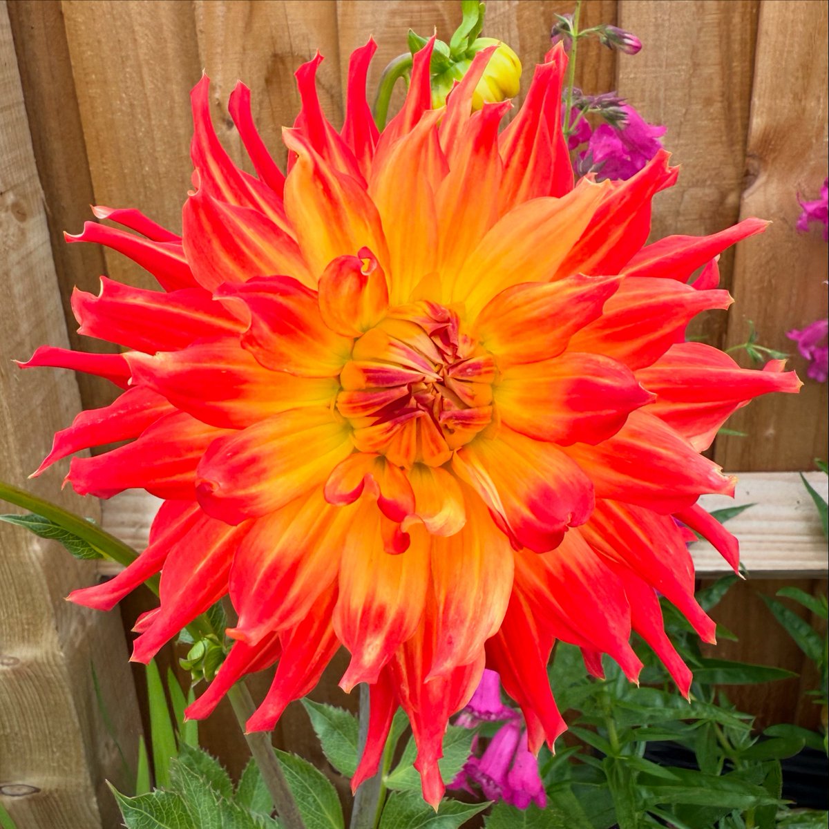 lgladdy's tweet image. Managed to build a garden that, virtually every day this week, a new flower has appeared. Today’s turn is this spectacular Dahlia!