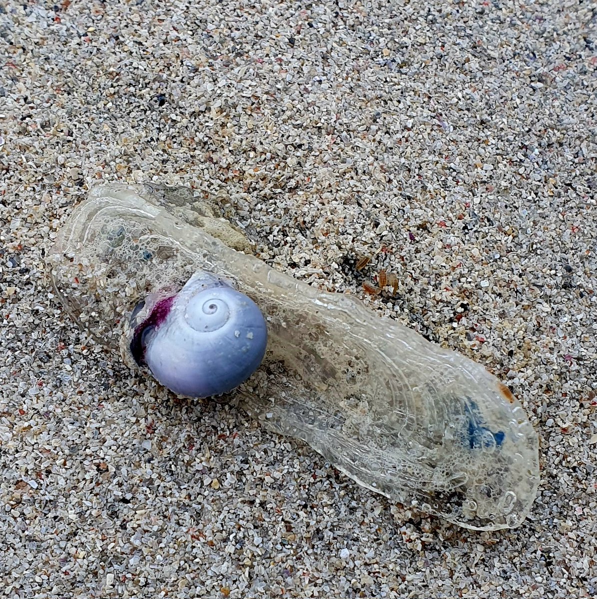 Violet sea snail feasting on a by-the-wind sailor - mass stranding of both today 💜 #Southuist