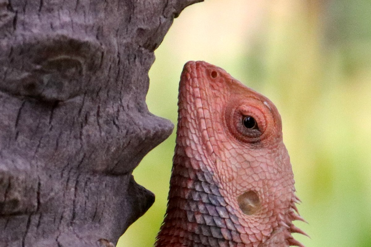 anu_s's tweet photo. Oriental Garden Lizardalso (Indian Garden Lizard)
#naturephotography
#lizard
#naturelovers
#nature
#shutterstock
#wirestock https://t.co/NRSu1CEhZL