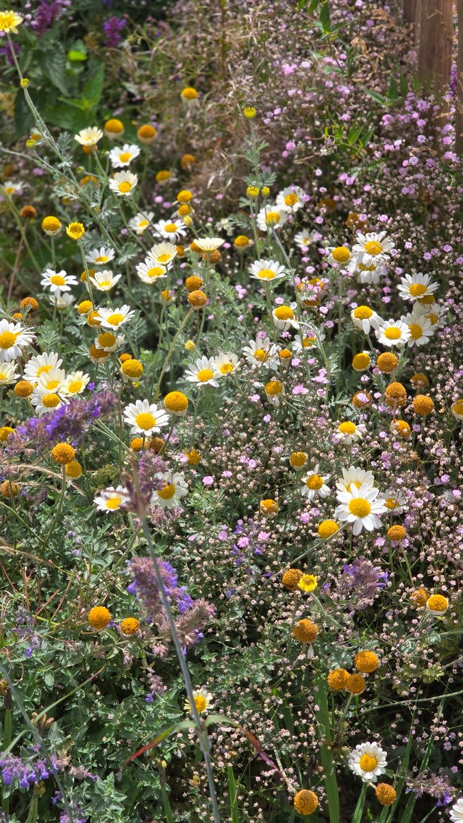BLOOM.