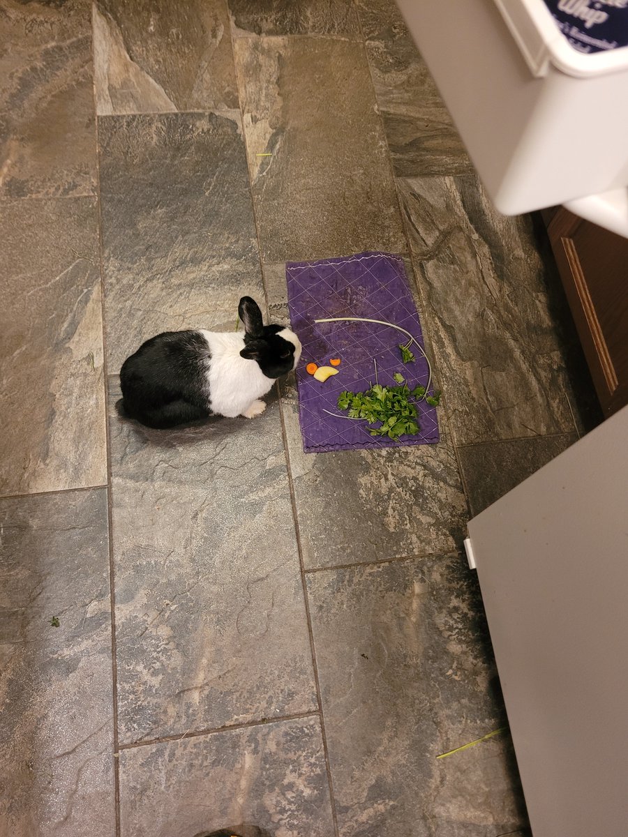 softtosslefty's tweet image. Tough day in the Jameson house. Buried our doggo last month. Had to bury Harvey today. We rescued him a few years ago. He fit right in to doggos and I morning routine.