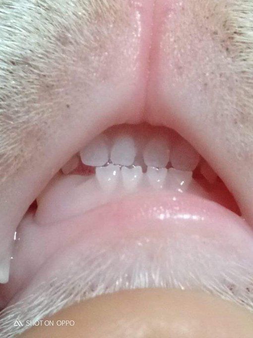 WeAssessCats's tweet photo. 🦷 https://t.co/0myUZk5klD