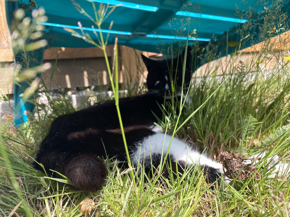 Hiding under the chair in shame