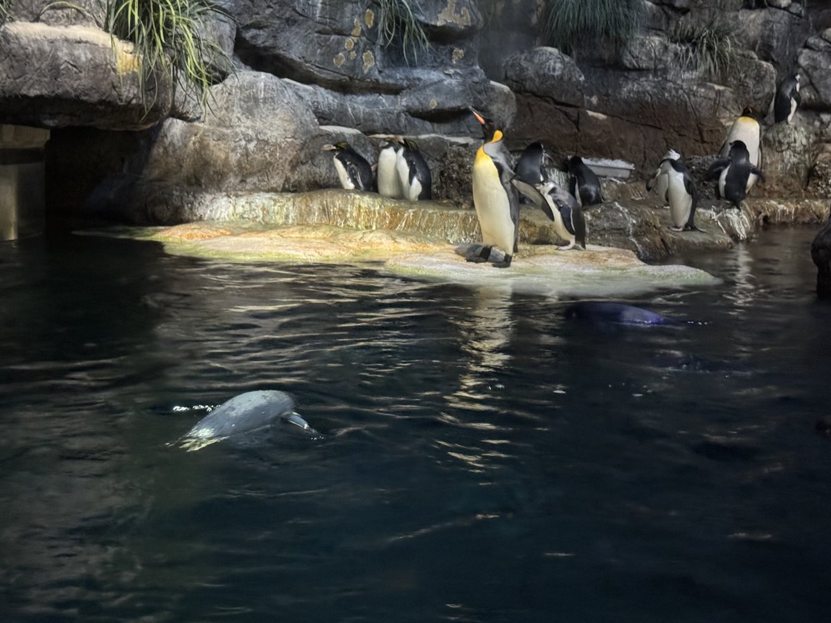 DCinTejas's tweet image. Moody Gardens 
Galveston, TX