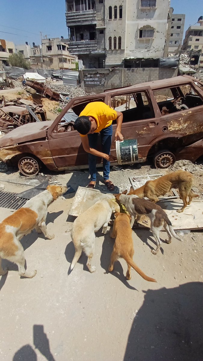 Hello, my dear friends.

I'm still fine, but the situation remains dire and sad, filled with fear, killing, and hunger. However, there are reports that they may agree to a temporary 60-day truce, as happened last time. I hope this happens, and I will pray that they will then