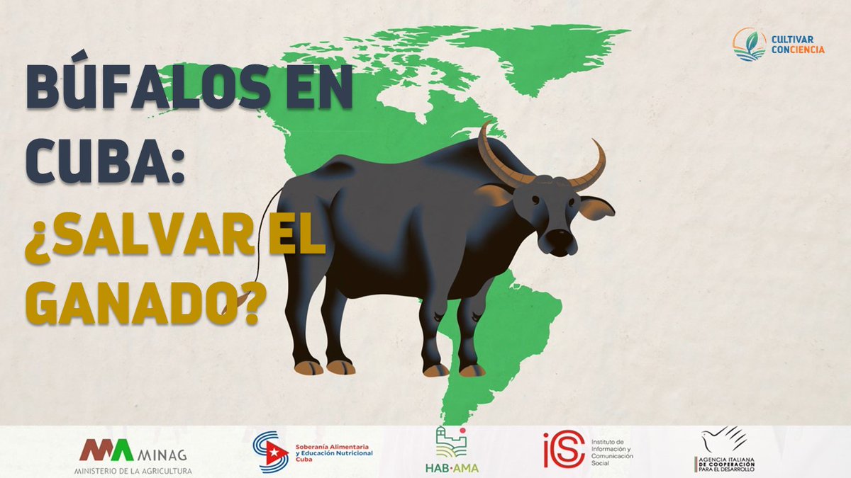 ¿Sabes que desde la antigua Mesopotamia, los búfalos eran apreciados por las ventajas que ofrecen a la agricultura? ¿Cómo estas especies llegaron hasta América y de modo particular a #Cuba? 
 Le contamos. 🌱🦬🐃
bit.ly/4lo5hyT
